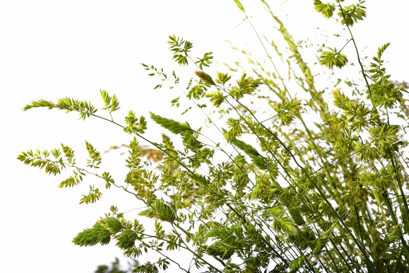 hay fever grasses on a white background